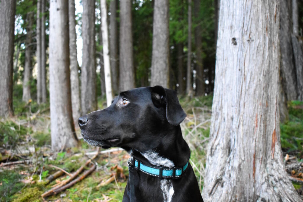 Crafting the Ideal IdentiFur Pet Profile: A Comprehensive Step-by-Step Guide