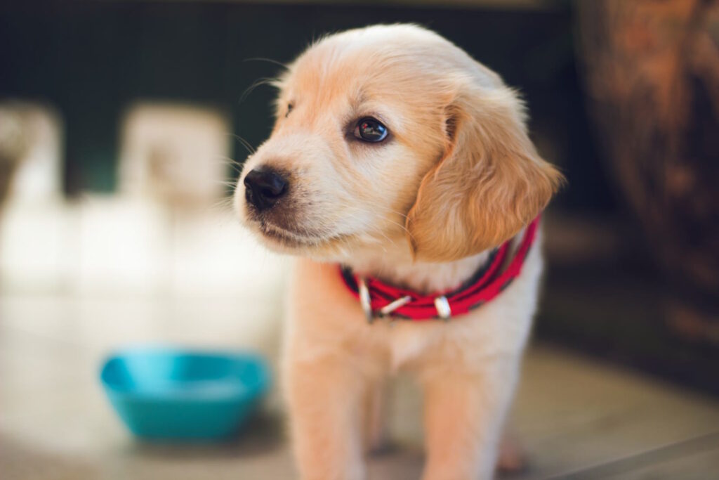 How IdentiFur Enhances Pet Emergency Readiness