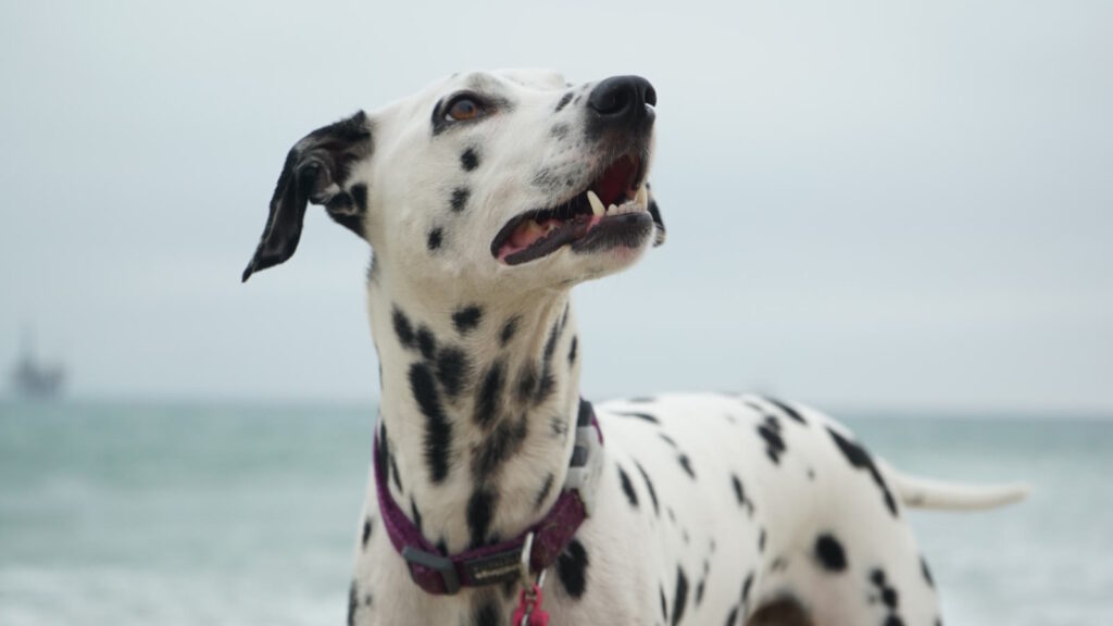 On the Road with Your Pet: Guaranteeing Safety and Security with IdentiFur