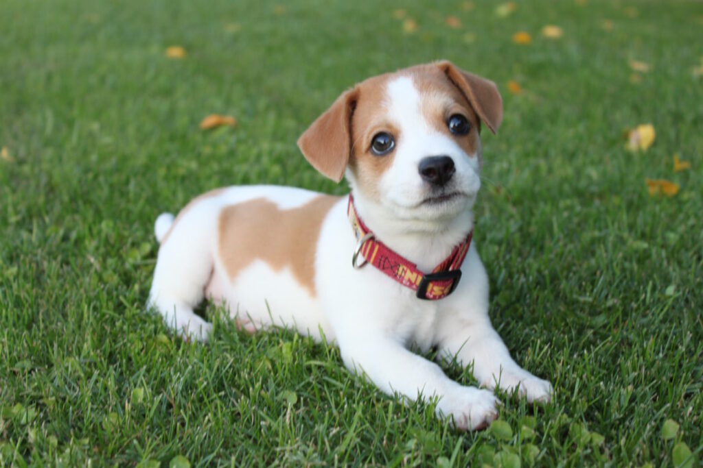 Tech to the Rescue: IdentiFur and the Innovative Solutions Shaping Pet Protection