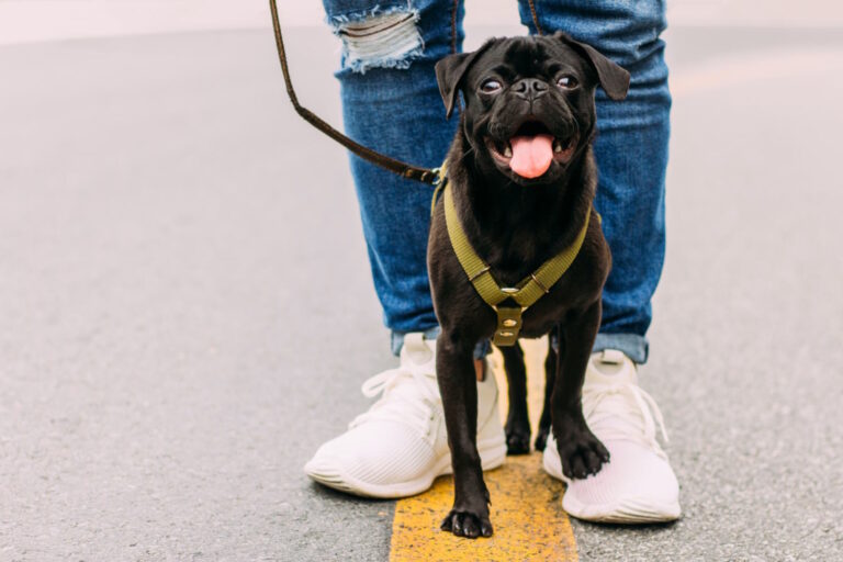 Maximize Your Pet’s Safety: The Advantages of Combining QR Code Bands and Microchips