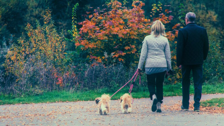 Embracing Technology: How QR Code Pet Bands Revolutionise Pet Identification