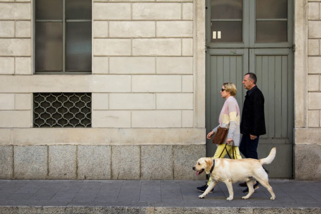 The Benefits of QR Code Pet Bands for Pet Sitters and Dog Walkers