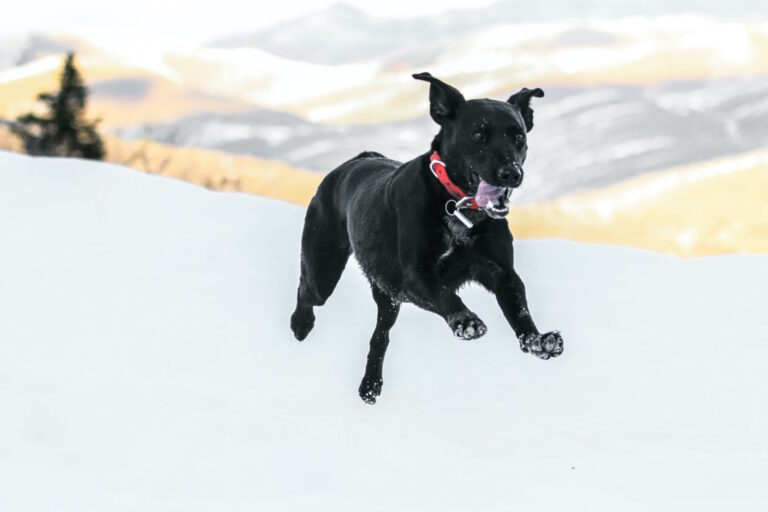 The Future is Here: How IdentiFur’s QR Code Bands are Transforming Pet Safety