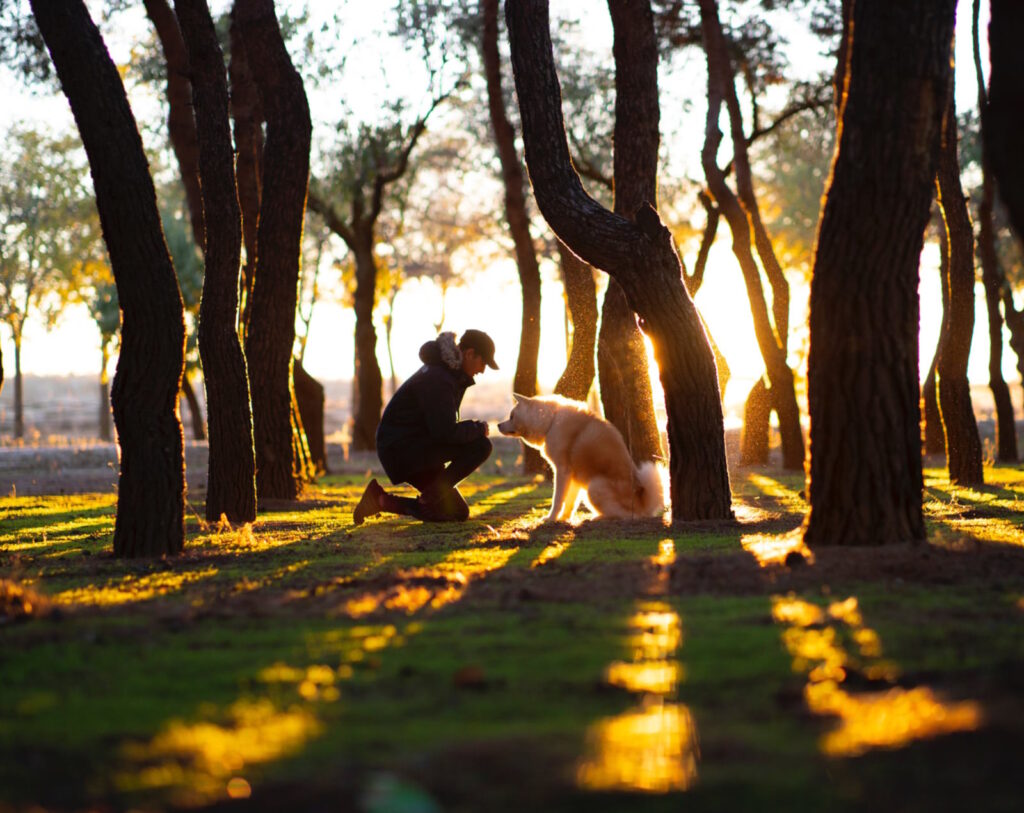 Pet Identification in a Digital Age: How QR Code Pet Bands Enhance Pet Safety