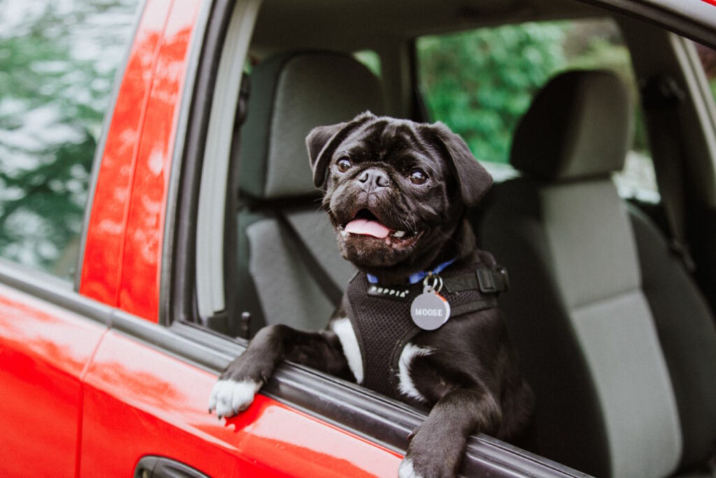 Why QR Code Pet Bands Are Essential for All Pets, Regardless of Size or Breed
