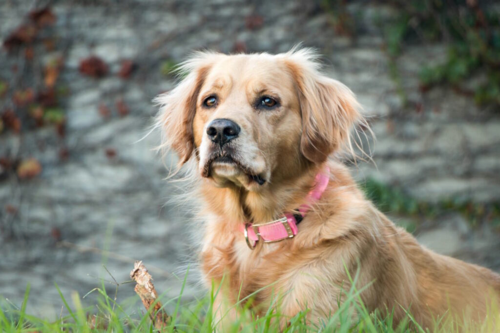 Smart Collars vs. QR Code Pet Bands: A Comprehensive Comparison for Pet Safety