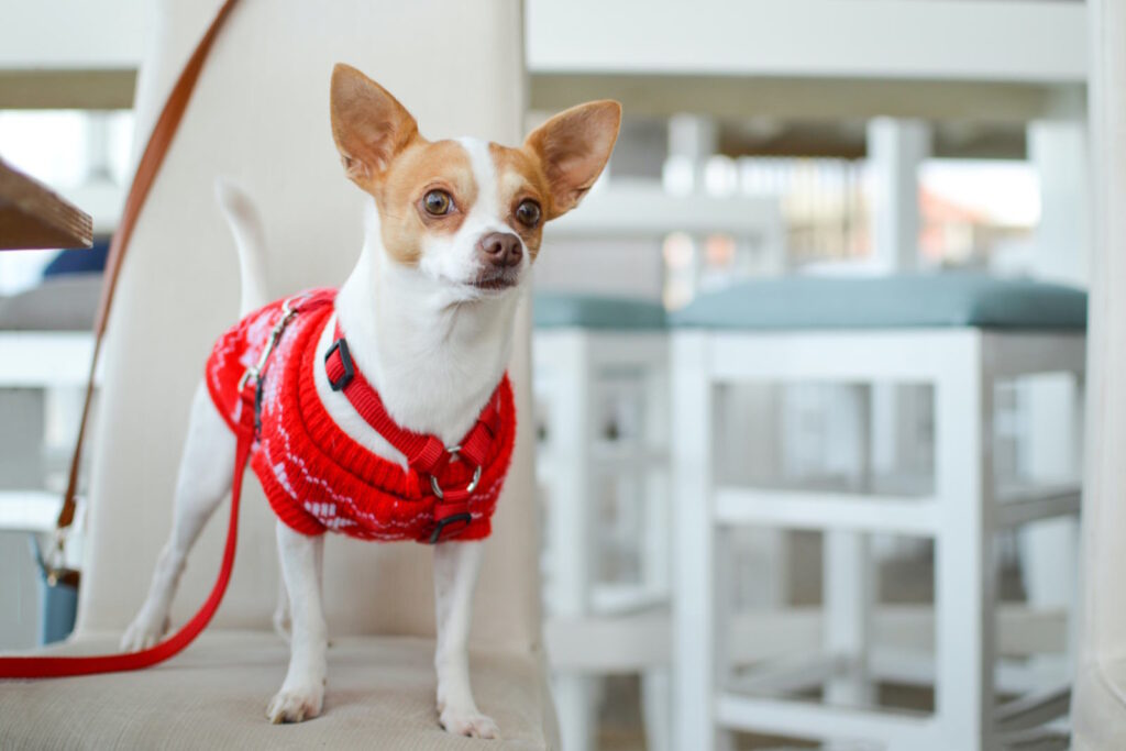 Keep Your Furry Friend Close: 5 Essential Tips to Prevent Your Pet from Getting Lost