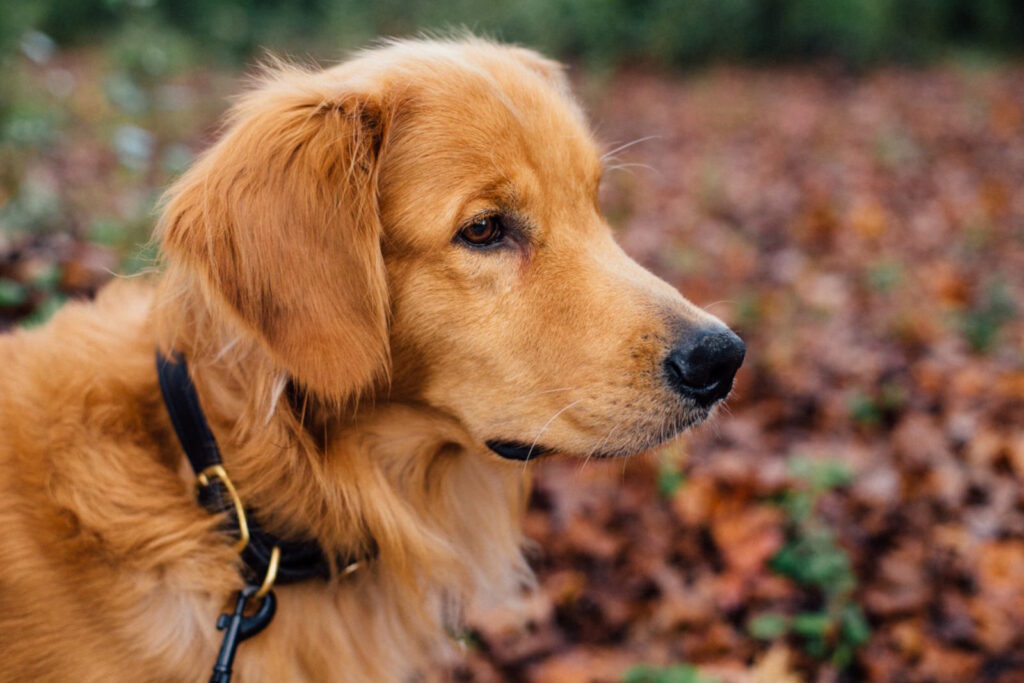 Double the Protection: Maximising Pet Safety with Microchips and QR Code Bands