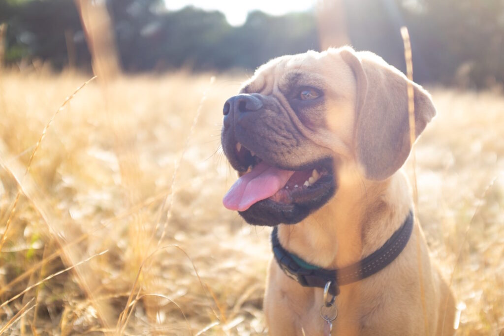Reunited and It Feels So Good: Touching Stories of Lost Pets Rediscovered Through IdentiFur