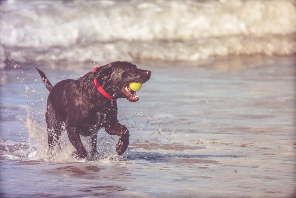 Redefining Pet Safety: How QR Code Pet Bands Revolutionise Identification and Recovery